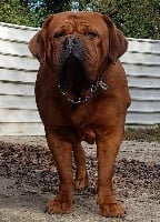 Étalon Dogue de Bordeaux - Leontine de la vallée de Saint Georges