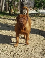 Étalon Dogue de Bordeaux - CH. Ch. junior Rock'n Dogue