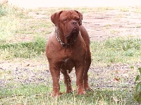 Étalon Dogue de Bordeaux - Masaï mara De La Vallée Des Clos Roux