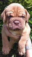 Étalon Dogue de Bordeaux - Omega nostalgy De La Vallée Des Clos Roux