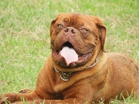 Étalon Dogue de Bordeaux - Queenie Sexy Bully