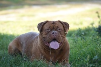 Étalon Dogue de Bordeaux - Madness high voltage Du Val De Médicis