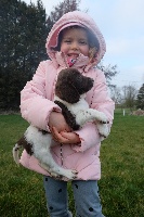 Étalon English Springer Spaniel - Sooty Killkerrygal