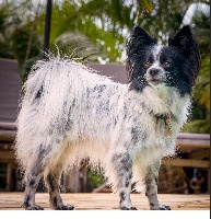 Étalon Epagneul nain Continental (Papillon) - Icy little demon black Du Triskell Des Cornouailles