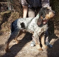 Étalon Griffon bleu de Gascogne - Idefix (Sans Affixe)