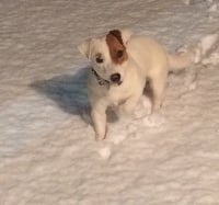 Étalon Jack Russell Terrier - Oracio renommé obelix de la pinkinerie