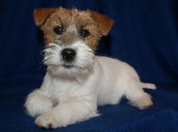 Étalon Jack Russell Terrier - Terra Dumbis Ora bela