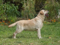 Étalon Labrador Retriever - icon style Arivederchi