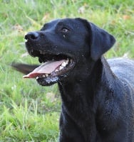 Étalon Labrador Retriever - Masters of Water Lady