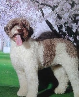 Étalon Lagotto Romagnolo - Loupiotte du rocher de l'éclair