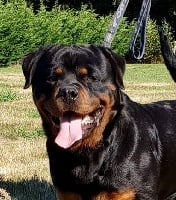 Étalon Rottweiler - MaÎla des Rotts de la Baronnie