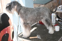 Étalon Schnauzer miniature - Silver senator Yeloo