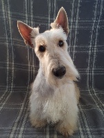 Étalon Scottish Terrier - Nastassja.k du cercle des gentlemen terriers