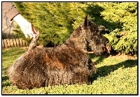 Étalon Scottish Terrier - Nelson piquet du Clan des Petits Colonels