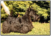 Étalon Scottish Terrier - Napatoubu du Clan des Petits Colonels