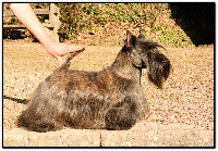 Étalon Scottish Terrier - CH. Lucifer dit tigrou du Clan des Petits Colonels