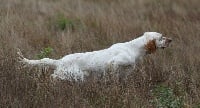 Étalon Setter Anglais - Melhia de Roc Mignon