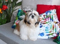 Étalon Shih Tzu - Madison Of Tivoli Garden Happy Dogs