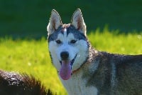 Étalon Siberian Husky - CH. Okâmi Des Fleurs D'Etoiles