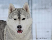 Étalon Siberian Husky - snow image Karl lagerfeld aka baikal