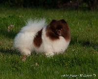 Étalon Spitz allemand - Nuance dechoco Des muses du haut forez