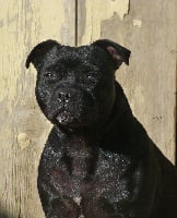 Étalon Staffordshire Bull Terrier - Laya (Sans Affixe)