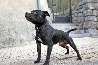 Étalon Staffordshire Bull Terrier - Hagler of Knightwood Oak