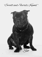 Étalon Staffordshire Bull Terrier - Lucious Des Fans D'auguste