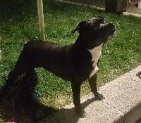 Étalon Staffordshire Bull Terrier - Jess (Sans Affixe)