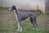 Étalon Whippet - Nereide-antares (Sans Affixe)