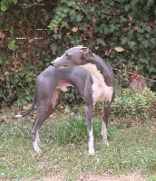 Étalon Whippet - N'o de la Vallée des Whippets