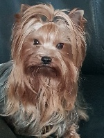 Étalon Yorkshire Terrier - Lover story de La Vallee Des Roses Rouges