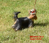 Étalon Yorkshire Terrier - Millesime De la vierge doree