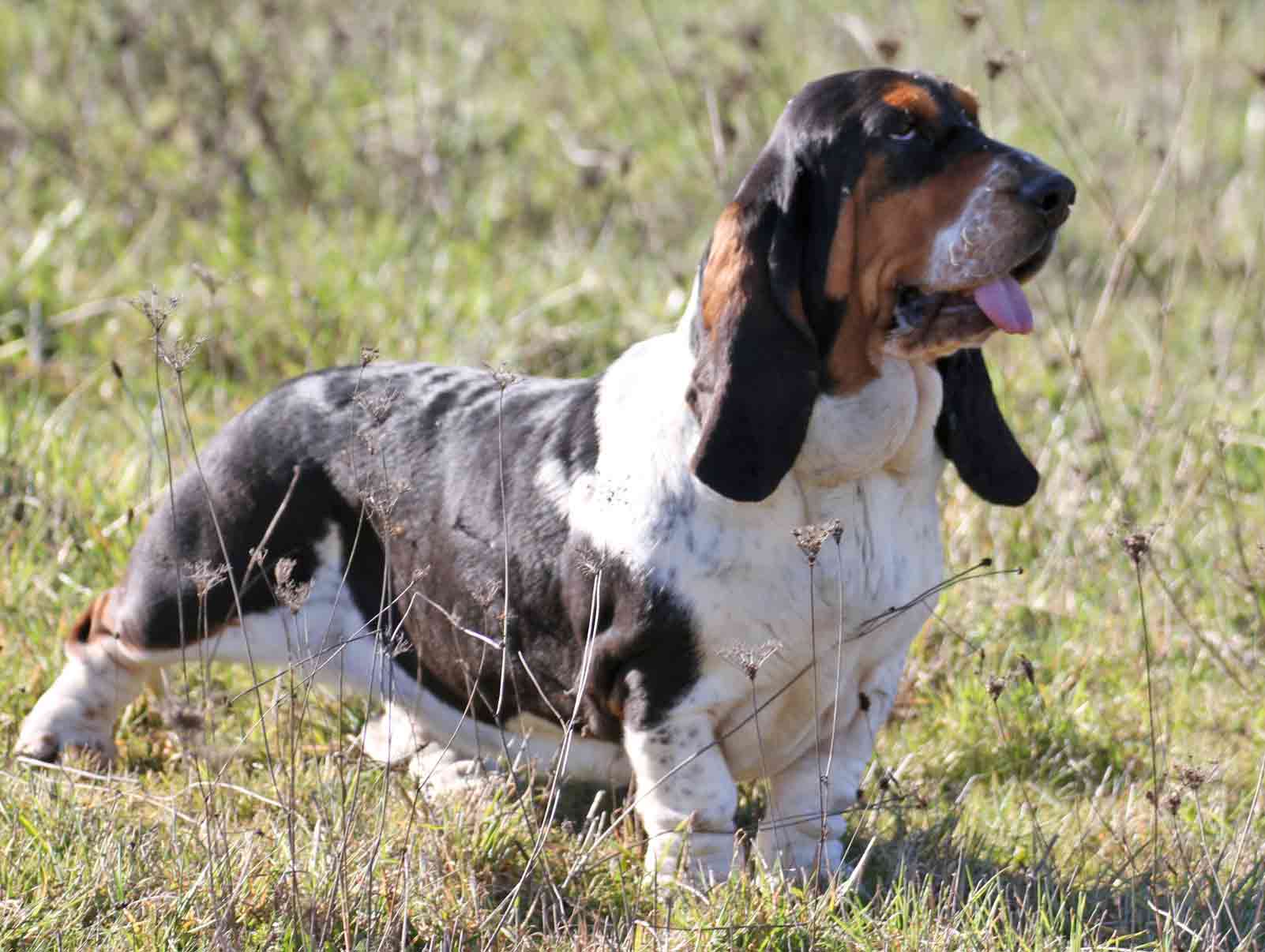 Publication : du Haras de la Vergne 