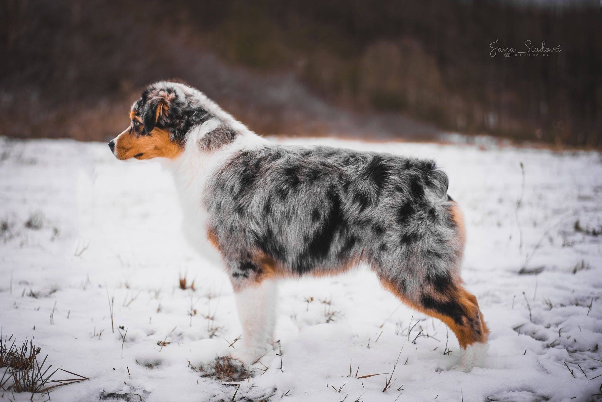 Publication : Mystic Fire Auteur : Jana Siudová