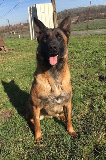 Massaï du domaine de Louxor