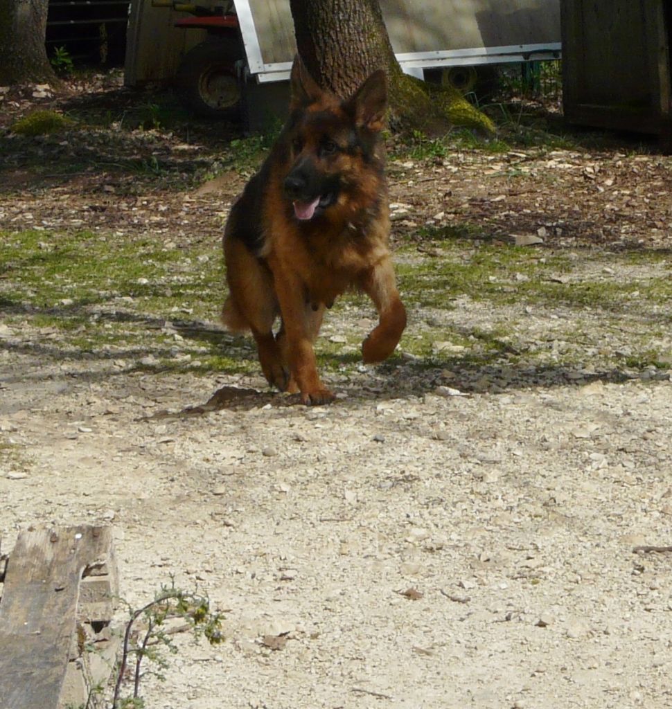 Publication : Du domaine des sylves 