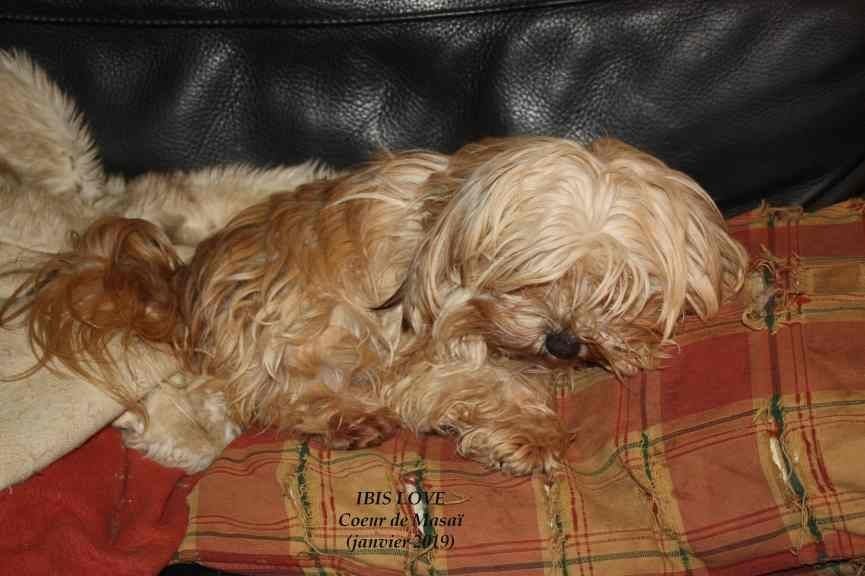 Publication : Coeur De Masai Auteur : septier garreau