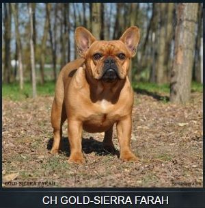 CH. gold-sierra Farah