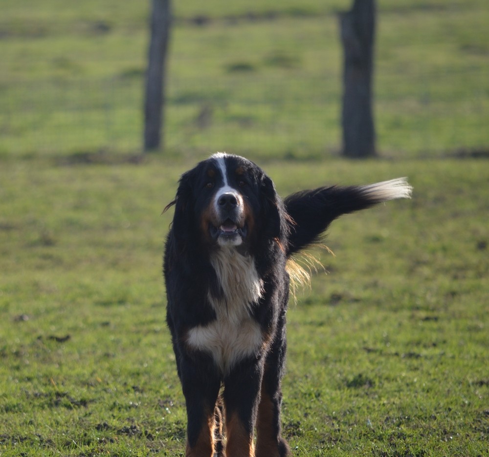 Publication : du Haras de la Vergne Auteur : MASSON