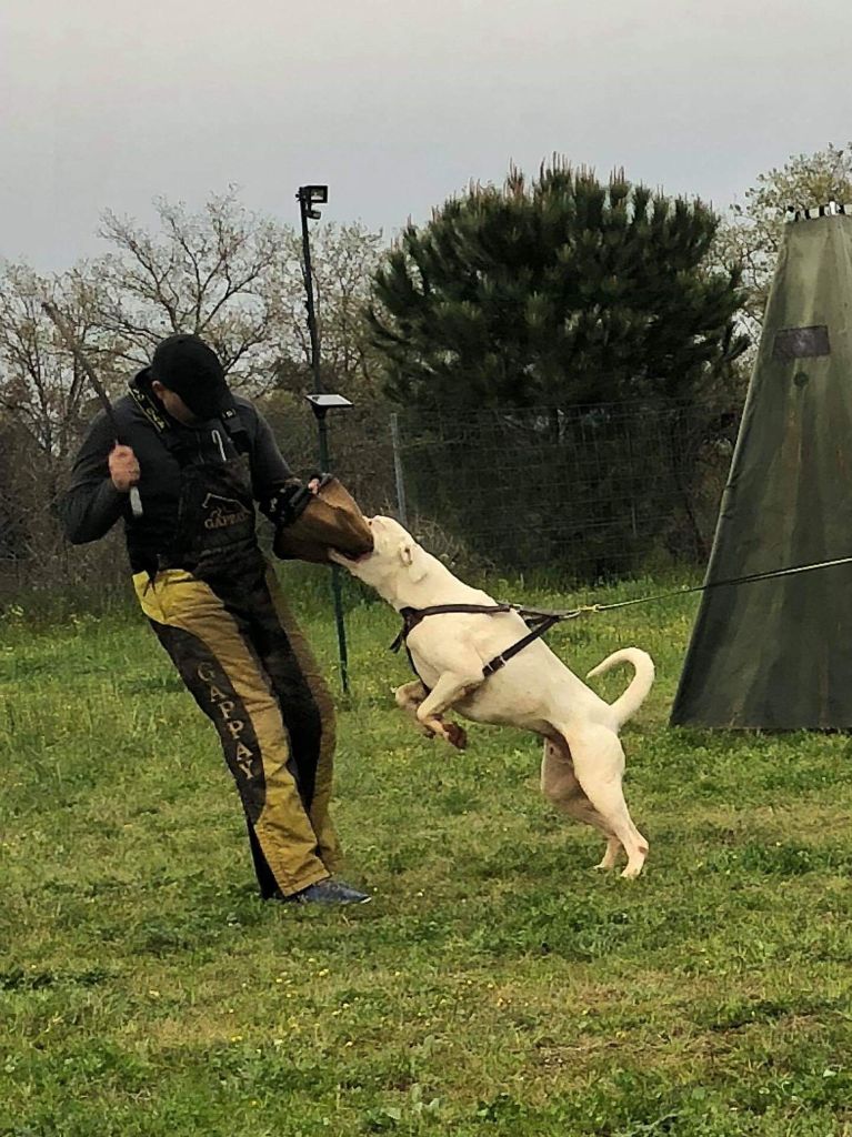 Publication : Du Clos Du Griffin