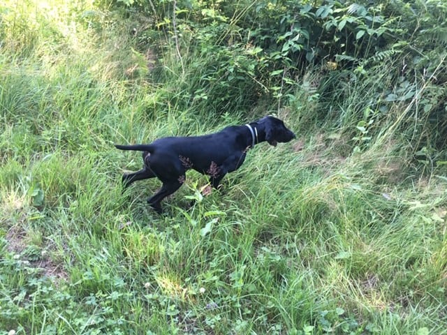 Lexy des Granges de la Dombes