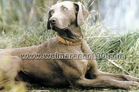 Graf von der kampfheide