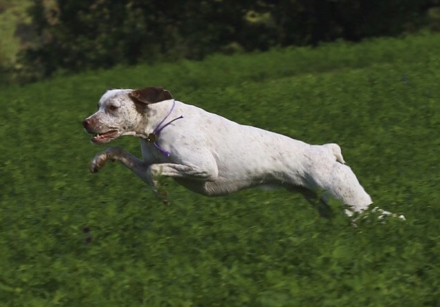 Publication : de la Croix d'Angouleme 