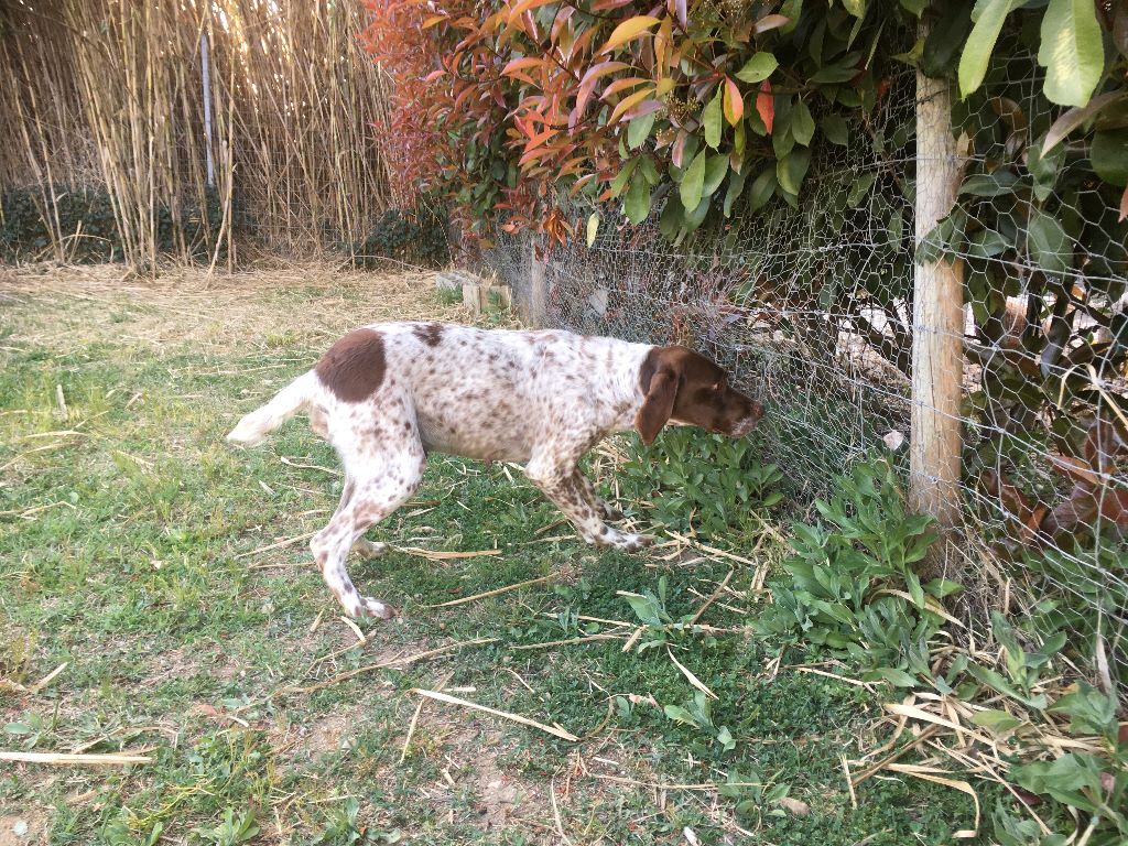 Publication : de Saint Montange 