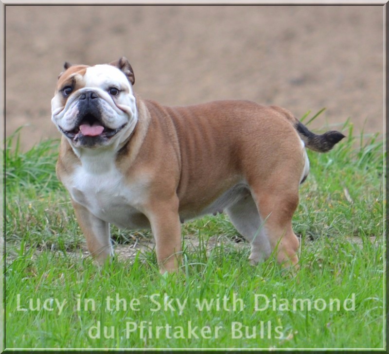 Lucy in the sky with diamond du Pfirtaker Bulls