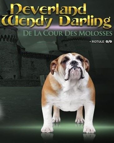 Neverland wendy darling De la Cour des Molosses