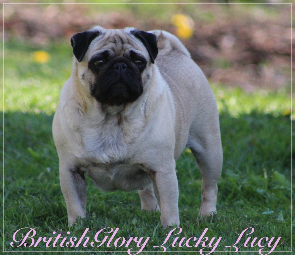 britishglory Lucky lucy