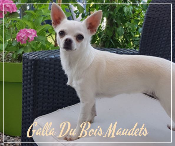 Galla du bois Maudets