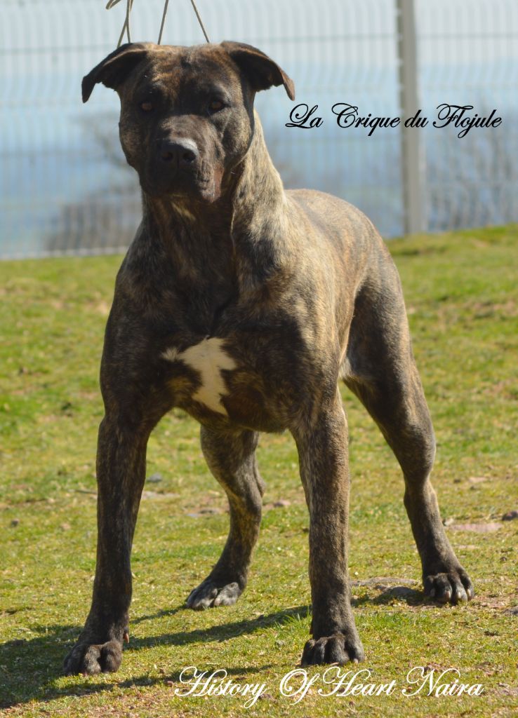 Publication : De la crique du Flojule Auteur : grange cedric 